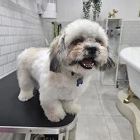 Luxury Paw Pet Grooming Dubai