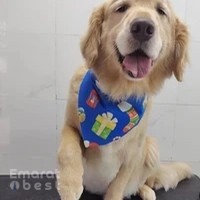 Paws & Relax