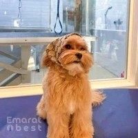 Tail Waggin' Pet Spa Dubai Hills