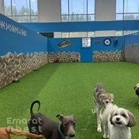 Petsville DIP | Luxury Pet Staycations | Active Daycare | Grooming