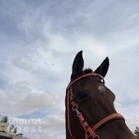 Al Jood Endurance Stables