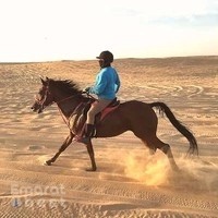 Al Jood Endurance Stables