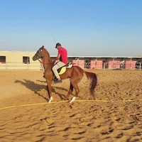 اسطبلات النجم