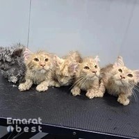 Expert Pet Groomer