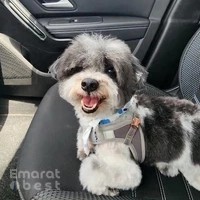 Woof Pets Services