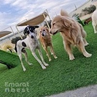 Woof Pets Services