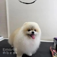 Grooming & Lounge