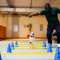 The Dog Retreat