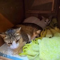 Nine Lives Pet Relocations