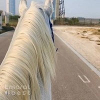 Al Jiyad Stables at Ripe Market Dubai