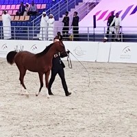 نادي الشارقة للفروسية والسباق