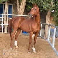 Horse Riding Dubai