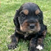 Pawfection by D&C Kennel