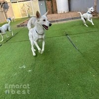 Dog House