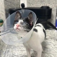 Liberty veterinary clinic Aljaddaf