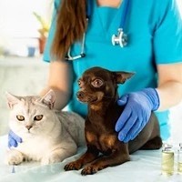 BRITISH veterinary hospital