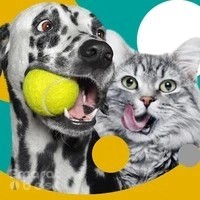 VETS & PETS Dubai - Italian Veterinary Clinic