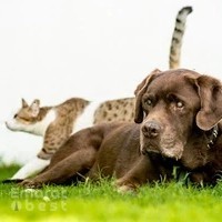 Al Barsha Veterinary Clinic LLC