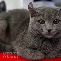 Al Falah Veterinary Clinic