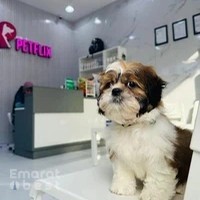 Petflix Vet Clinic