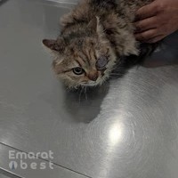 JVC Express Veterinary Clinic