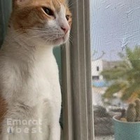 Pawsitive Veterinary Clinic - Motor City