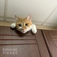 Meshmesh Veterinary Clinic