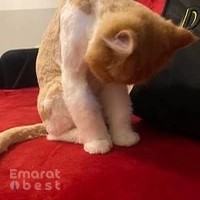 Fairy Tail Veterinary Clinic