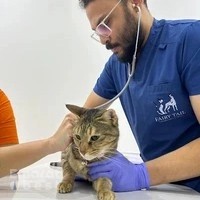 Fairy Tail Veterinary Clinic