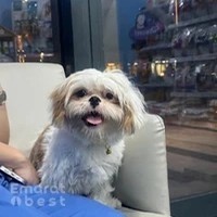 Star Safe Care Veterinary Clinic L.L.C - FZ