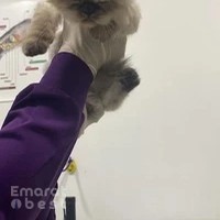 Pet Joy Veterinary Clinic