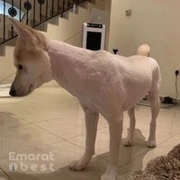 Synergy Labs Animals Care Center