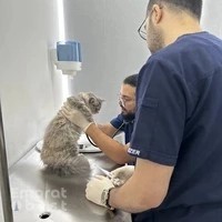 Petopia Veterinary Clinic