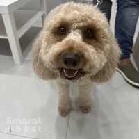 The Pet House Veterinary Clinic