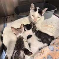 Paws and Claws Dubai