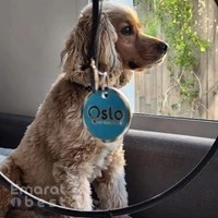 Oslo Pet Insurance in the UAE