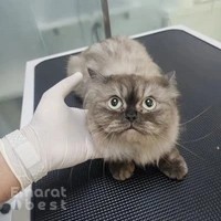 Aleef Vet Clinic - عيادة أليف البيطرية