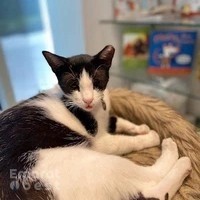 Animalia Veterinary Clinic - Welfare & More