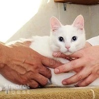 Abu Dhabi Animal Shelter