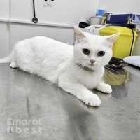 City Pet Veterinary Clinic & pet grooming