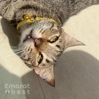 The Greenline Vet Clinic