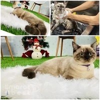 Golden Paws Pet Salon