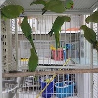 Aburwash birds tradin est