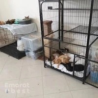 Parrots, Kittens, puppies and exotic pets breeders.