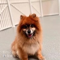 Pet Maison Kennel & Cattery (Pet Hotel)