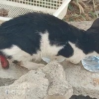 Environment Agency Abu Dhabi Alfaya