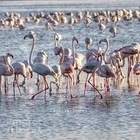 Al Wathba Wetland Reserve