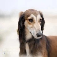 Arabian Saluki Center