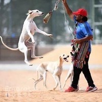 Arabian Saluki Center