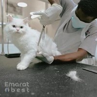 The Groomer Pet Salon & Spa - Mobile Pet Grooming Abu Dhabi